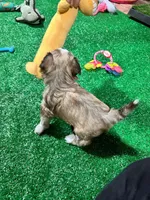 Cachorro#1, a female Havanese for sale in Chattanooga, TN – Photo 9 of 9