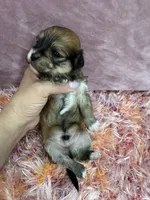 Cachorro#1, a female Havanese for sale in Chattanooga, TN – Photo 3 of 9