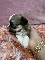 Cachorro#1, a female Havanese for sale in Chattanooga, TN – Photo 4 of 9