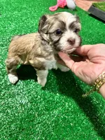 Cachorro#1, a female Havanese for sale in Chattanooga, TN – Photo 5 of 9