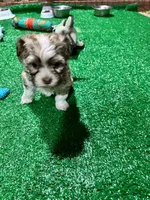 Cachorro#1, a female Havanese for sale in Chattanooga, TN – Photo 8 of 9