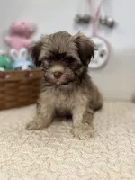 Billy, a male Havanese for sale in Chatsworth, GA – Photo 5 of 10