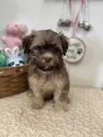 Billy, a male Havanese for sale in Chatsworth, GA – Photo 9 of 10