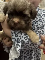 Billy, a male Havanese for sale in Chattanooga, TN – Photo 7 of 10