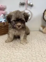 Billy, a male Havanese for sale in Chatsworth, GA – Photo 7 of 10