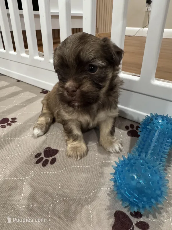 Cachorro #4 – Havanese puppy for sale in Chattanooga, TN