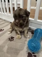 Cachorro #4, a male Havanese for sale in Chattanooga, TN – Photo 1 of 4