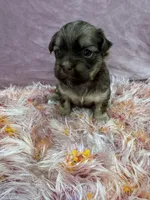 Cachorro #4, a male Havanese for sale in Chattanooga, TN – Photo 3 of 4