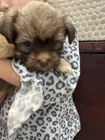 Billy, a male Havanese for sale in Chattanooga, TN – Photo 9 of 10