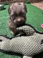 Billy, a male Havanese for sale in Chattanooga, TN – Photo 6 of 10