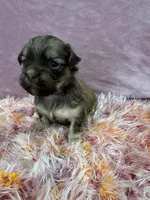 Cachorro #4, a male Havanese for sale in Chattanooga, TN – Photo 4 of 4