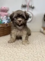 Billy, a male Havanese for sale in Chatsworth, GA – Photo 6 of 10