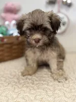 Billy, a male Havanese for sale in Chatsworth, GA – Photo 1 of 10