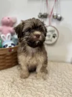 AKC Billy, a male Havanese for sale in Chatsworth, GA – Photo 8 of 9