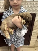 Billy, a male Havanese for sale in Chattanooga, TN – Photo 8 of 10