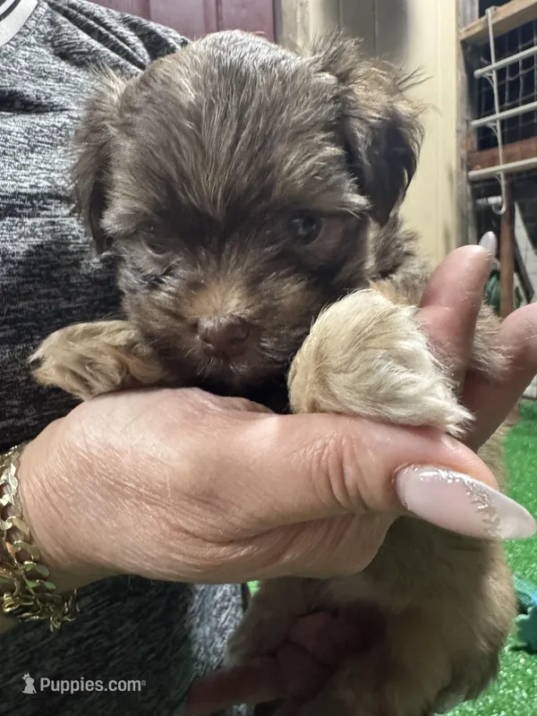 Cachorro #4 – Havanese puppy for sale in Chattanooga, TN