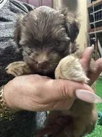 Billy, a male Havanese for sale in Chattanooga, TN – Photo 1 of 10