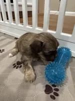 Cachorro #4, a male Havanese for sale in Chattanooga, TN – Photo 2 of 4