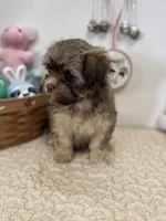 Billy, a male Havanese for sale in Chatsworth, GA – Photo 10 of 10