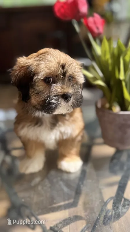 AKC Bella – Havanese puppy for sale in Chatsworth, GA