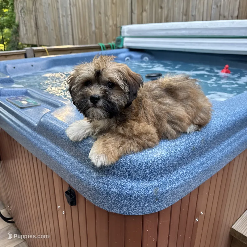AKC Bella – Havanese puppy for sale in Chatsworth, GA