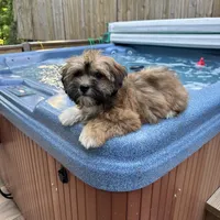 AKC Bella, a female Havanese for sale in Chatsworth, GA – 2 of 10
