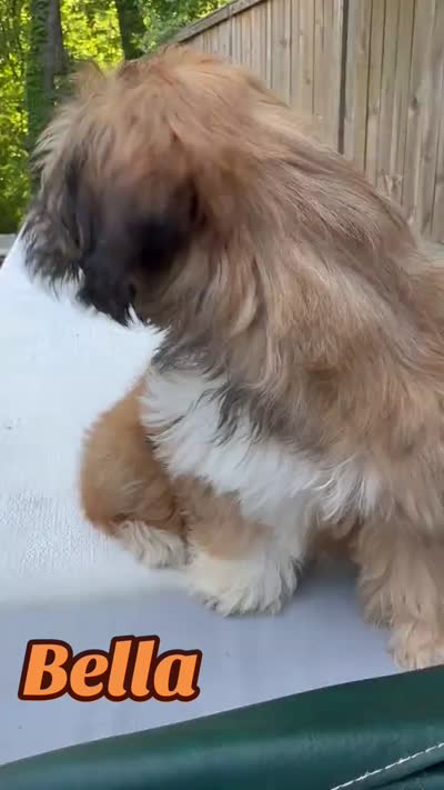 AKC Bella, a female Havanese for sale in Chatsworth, GA – 5 of 10