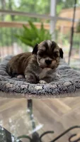 Cheily, a female Havanese for sale in Dalton, GA – Photo 3 of 10