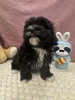 Aria, a female Havanese for sale in Chattanooga, TN – Photo 2 of 8