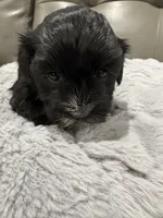 Aria, a female Havanese for sale in Chattanooga, TN – Photo 5 of 8