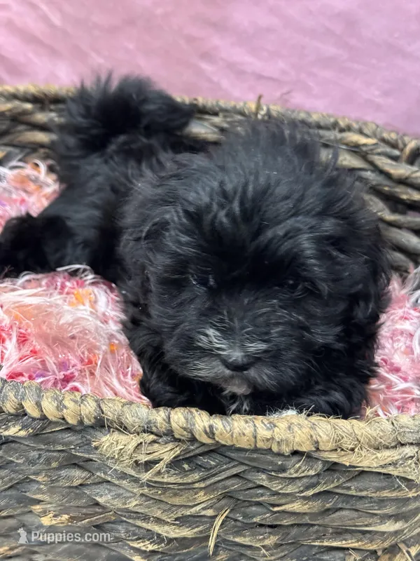 Aria – Havanese puppy on hold in Chattanooga, TN