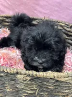 Aria, a female Havanese for sale in Chattanooga, TN – Photo 1 of 8