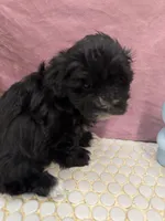 Aria, a female Havanese for sale in Chattanooga, TN – Photo 7 of 8