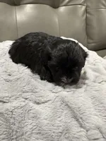 Aria, a female Havanese for sale in Chattanooga, TN – Photo 6 of 8