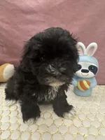 Aria, a female Havanese for sale in Chattanooga, TN – Photo 3 of 8