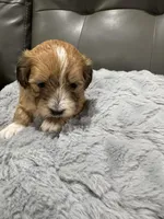 Alex, a male Havanese for sale in Chattanooga, TN – Photo 2 of 9