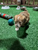 Alex, a male Havanese for sale in Chattanooga, TN – Photo 9 of 9