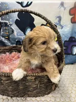 Alex, a male Havanese for sale in Chattanooga, TN – Photo 5 of 9