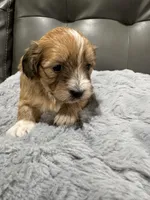 Alex, a male Havanese for sale in Chattanooga, TN – Photo 3 of 9