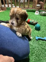 Alex, a male Havanese for sale in Chattanooga, TN – Photo 8 of 9