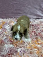 Alex, a male Havanese for sale in Chattanooga, TN – Photo 6 of 9