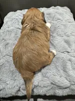 Alex, a male Havanese for sale in Chattanooga, TN – Photo 4 of 9