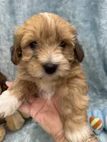Alex, a male Havanese for sale in Chattanooga, TN – Photo 7 of 9