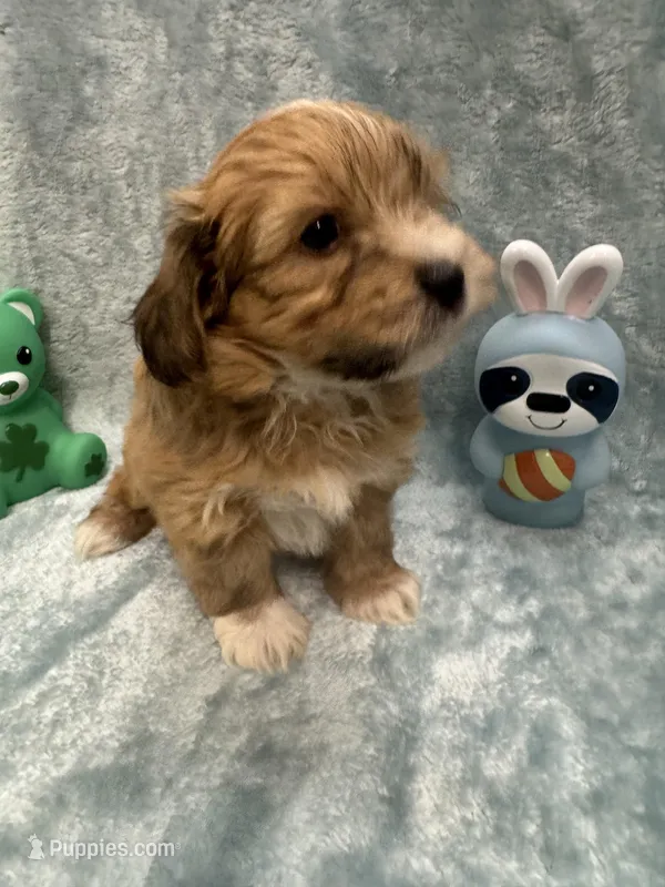 Alex – Havanese puppy on hold in Chattanooga, TN