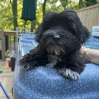 AKC Aria, a female Havanese for sale in Chatsworth, GA – 10 of 10