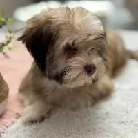 AKC Bimba, a female Havanese for sale in Chatsworth, GA – 4 of 9