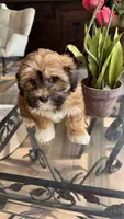 AKC Bella, a female Havanese for sale in Chatsworth, GA – 8 of 10