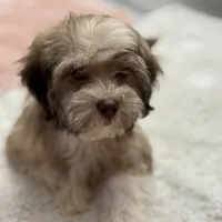 AKC Bimba, a female Havanese for sale in Chatsworth, GA – 6 of 9