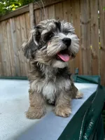 AKC Chicho, a male Havanese for sale in Chatsworth, GA – 7 of 8