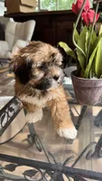 AKC Bella, a female Havanese for sale in Chatsworth, GA – 7 of 10